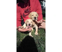 6 yellow lab puppies - 2 months old