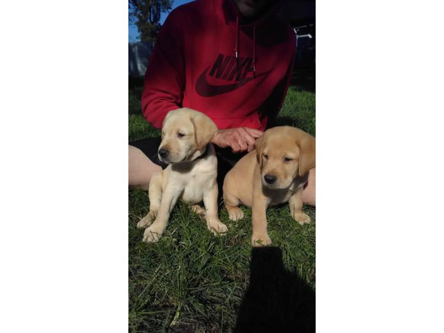 6 yellow lab puppies - 2 months old in Indiana USA