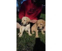 6 yellow lab puppies - 2 months old - 2