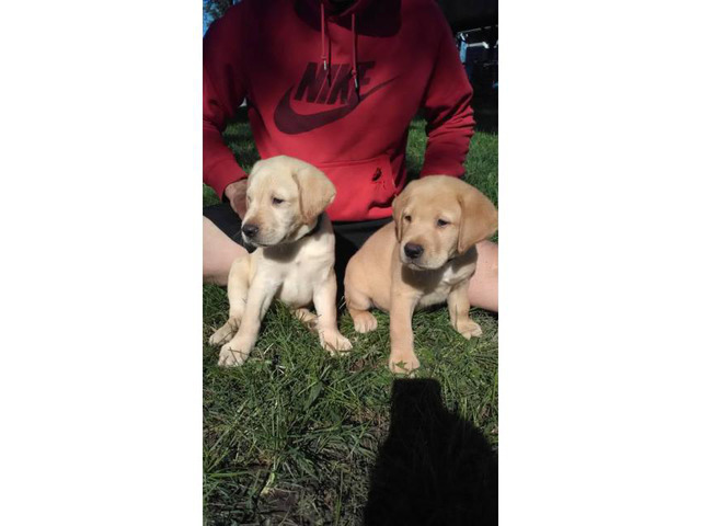 6 yellow lab puppies - 2 months old in Kansas City, Kansas ...