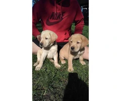 6 yellow lab puppies - 2 months old - 3