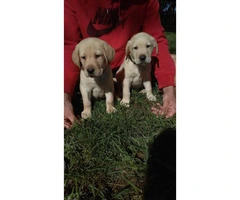 6 yellow lab puppies - 2 months old - 4