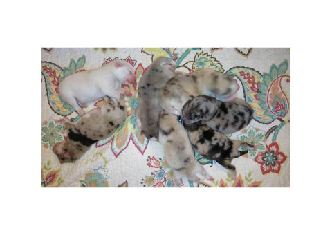 Pomsky Merle Available