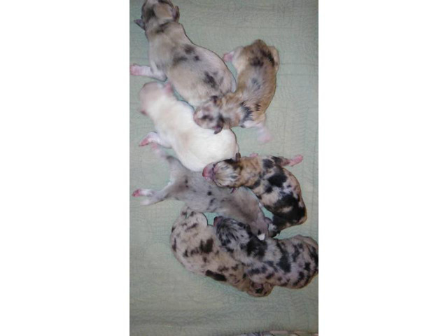 Pomsky Merle Available in Lake City, Iowa Puppies for