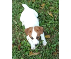 Females Shorties Jack Russell Terrier Puppies - 1