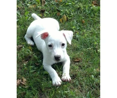 Females Shorties Jack Russell Terrier Puppies - 4