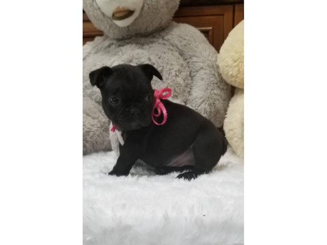 Black Tri AKC Frenchie Puppies in Las Vegas, Nevada ...