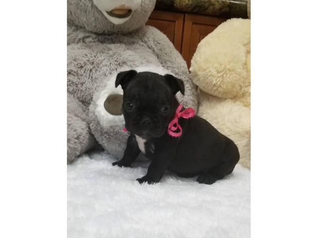 Black Tri AKC Frenchie Puppies Las Vegas - Puppies for Sale Near Me