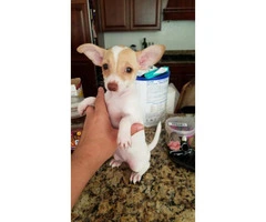 Cute Dear head Chihuahua Puppies - 7