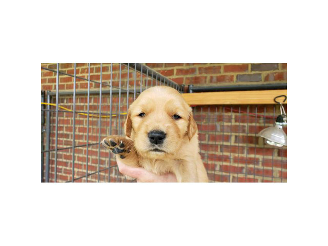 31 HQ Pictures Golden Retriever Puppies Indiana Akc / AKC GOLDEN RETRIEVER PUPPIES for Sale in Elizabethtown ...