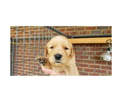 4 males AKC Golden Retriever puppies for sale