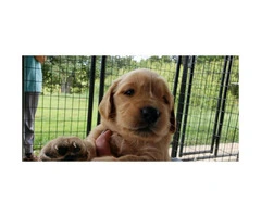 4 males AKC Golden Retriever puppies for sale - 2