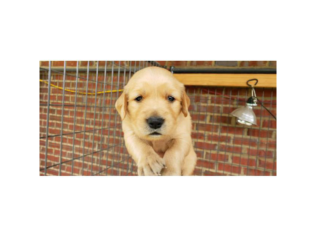 4 males AKC Golden Retriever puppies for sale in Nashville ...