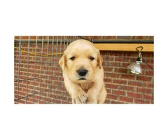 4 males AKC Golden Retriever puppies for sale - 3