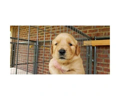 4 males AKC Golden Retriever puppies for sale - 4