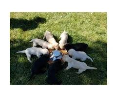 9 Beautiful purebred labrador puppies