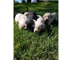 9 Beautiful purebred labrador puppies - 2