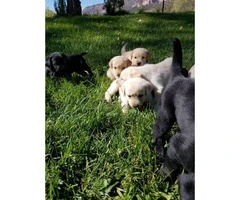 9 Beautiful purebred labrador puppies - 3