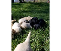 9 Beautiful purebred labrador puppies - 5