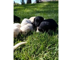 9 Beautiful purebred labrador puppies - 6