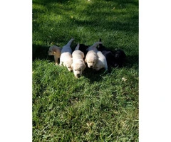 9 Beautiful purebred labrador puppies - 7