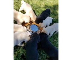 9 Beautiful purebred labrador puppies - 9