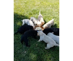 9 Beautiful purebred labrador puppies - 10