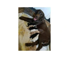 9 Beautiful purebred labrador puppies - 11