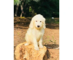 Goldendoodle puppies F1B females 8 weeks old - 2