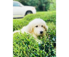 Goldendoodle puppies F1B females 8 weeks old - 3