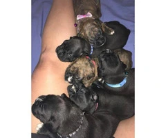 Akc boxers ready for new homes