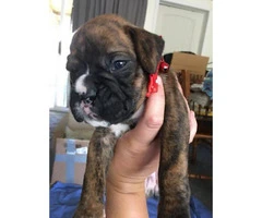 Akc boxers ready for new homes - 2