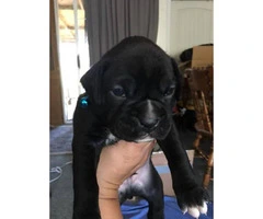 Akc boxers ready for new homes - 5
