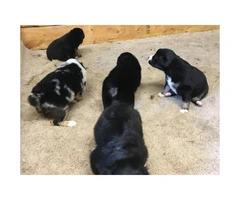 7 healthy Aussie pups - 5