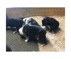 7 healthy Aussie pups - 9