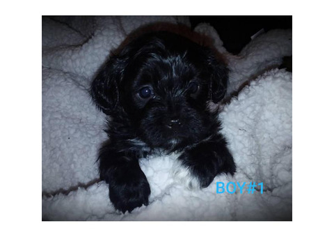 AKC poodle shih tzu mixed with hypoallergenic coats