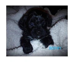 AKC poodle shih tzu mixed with hypoallergenic coats