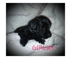 AKC poodle shih tzu mixed with hypoallergenic coats - 6