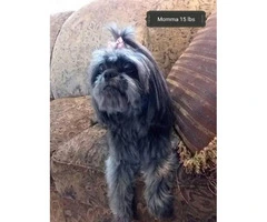 AKC poodle shih tzu mixed with hypoallergenic coats - 11