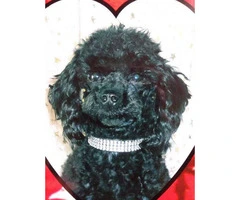AKC poodle shih tzu mixed with hypoallergenic coats - 12