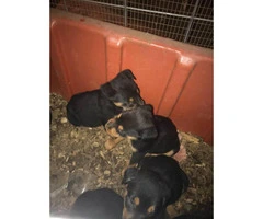 AKC Registered Rottweiler male puppies - 1