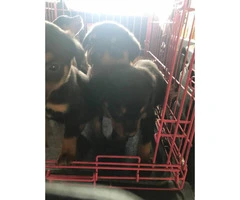 AKC Registered Rottweiler male puppies - 2