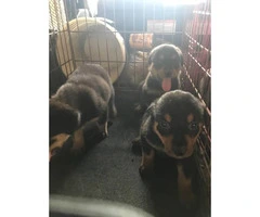 AKC Registered Rottweiler male puppies - 3