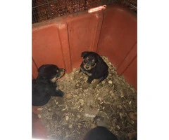 AKC Registered Rottweiler male puppies - 4