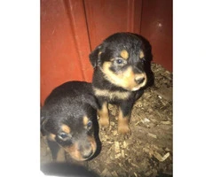 AKC Registered Rottweiler male puppies - 5