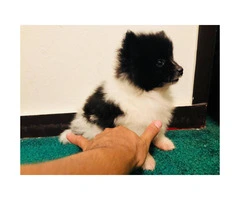 60 day male adorable Pomeranian puppy with AKC PAPER