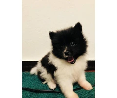 60 day male adorable Pomeranian puppy with AKC PAPER - 2