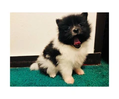 60 day male adorable Pomeranian puppy with AKC PAPER - 6
