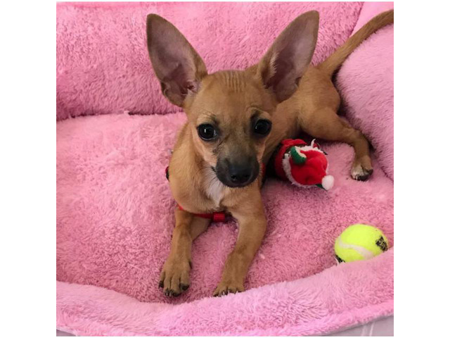 Sweet Chihuahua Puppy for adoption 3 lbs in Tempe, Arizona