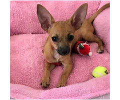 Sweet Chihuahua Puppy for adoption  3 lbs - 4